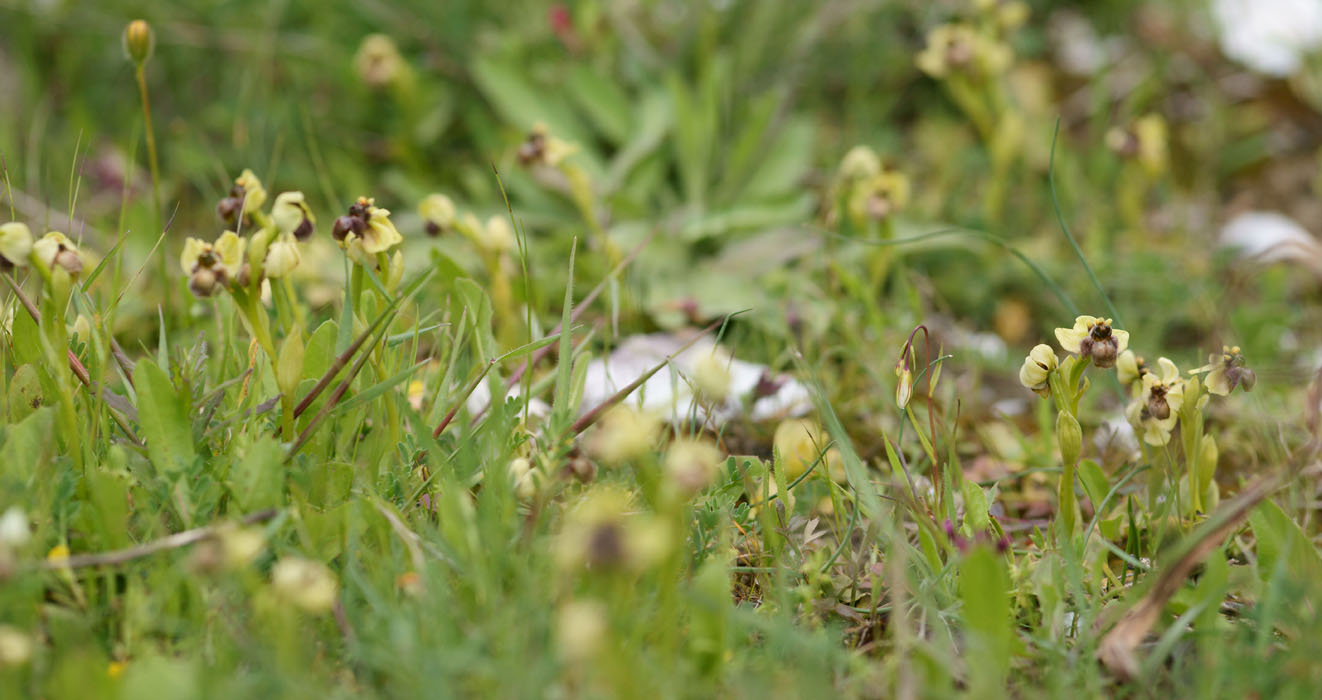 Ophrys bombyliflora Spilli 220411 (103)