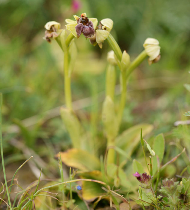 Ophrys bombyliflora Spilli 220411 (112)