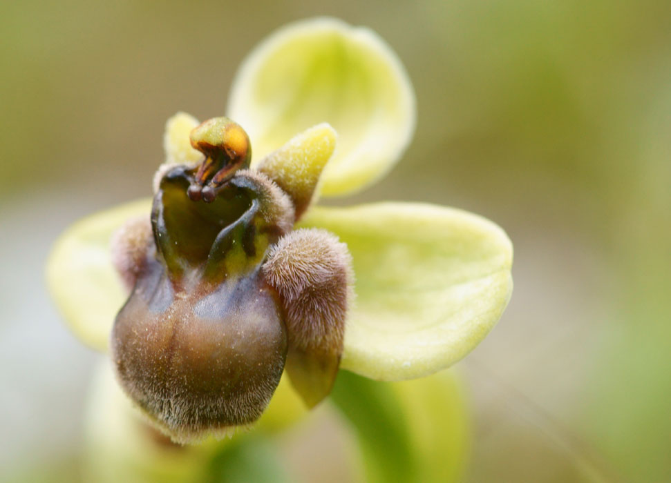Ophrys bombyliflora Spilli 220411 (98)