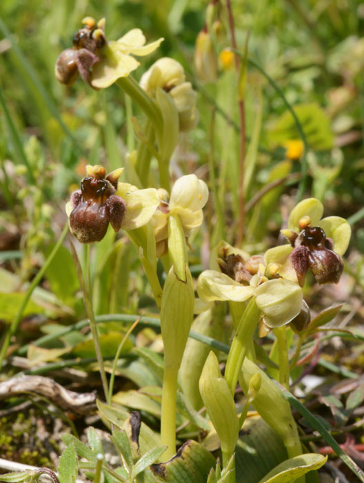 Ophrys bombyliflora Spilli 220411 (99)