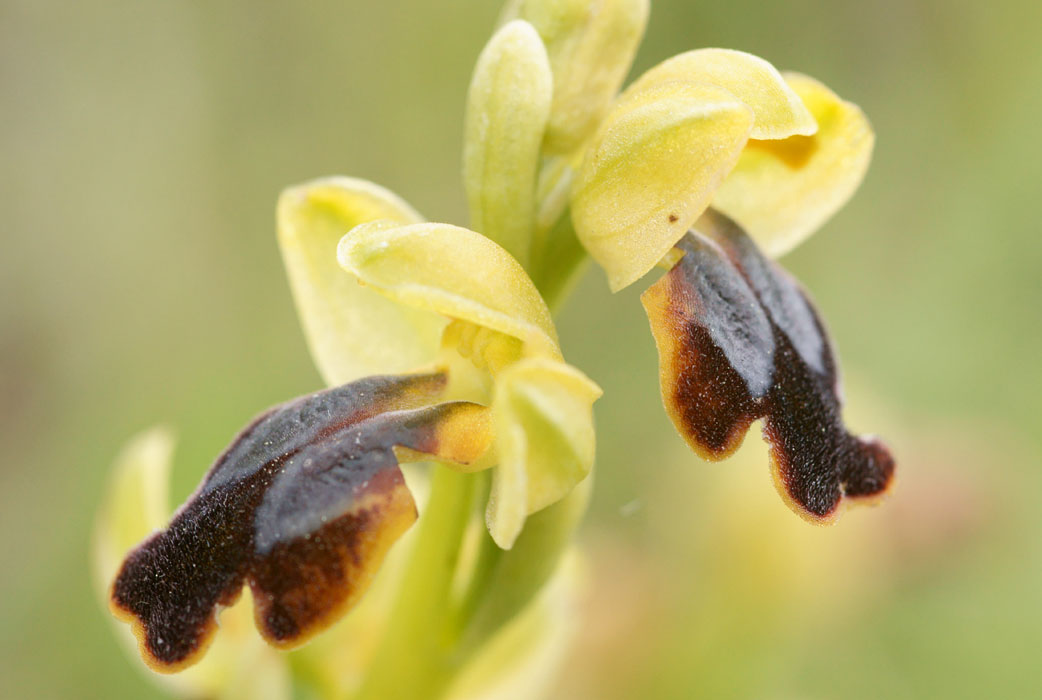 Ophrys cressa  Spilli 220411 (2)