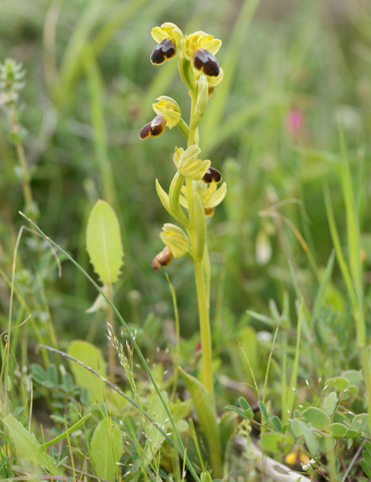 Ophrys cressa Spilli 220411 (120)