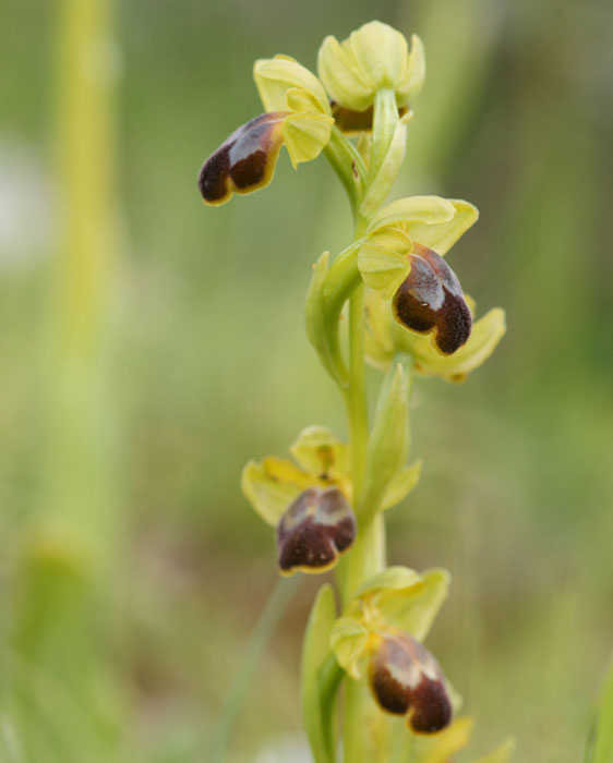 Ophrys cressa Spilli 220411 (122)