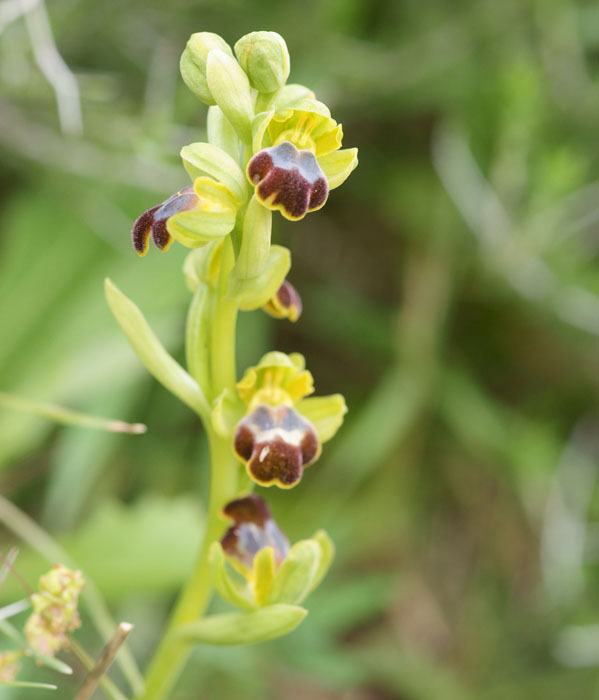 Ophrys cressa Spilli 220411 (155)