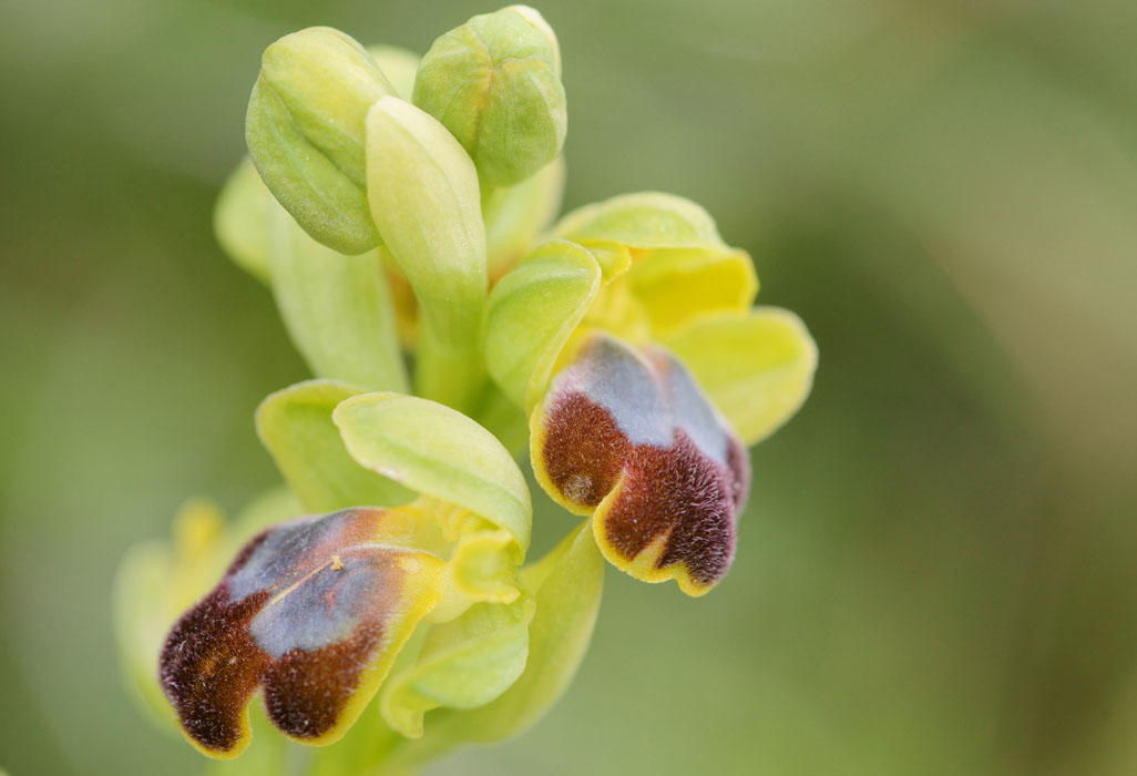 Ophrys cressa Spilli 220411 (156)
