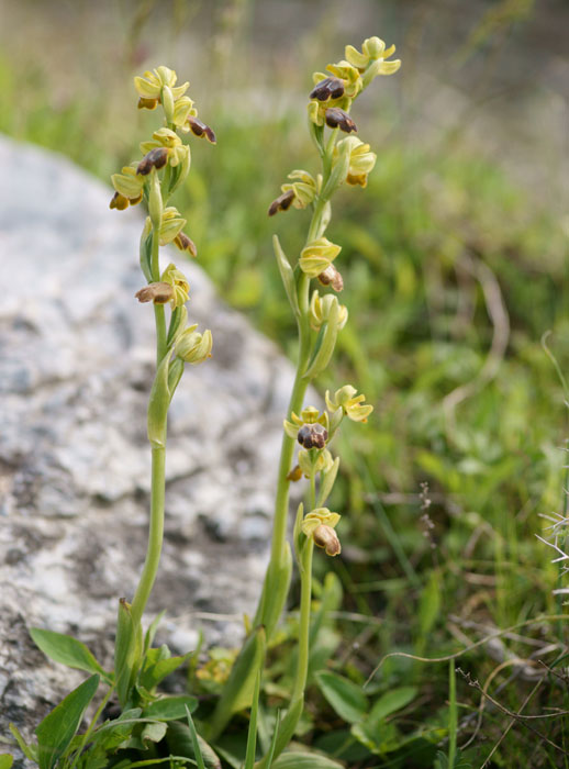 Ophrys cressa Spilli 220411 (327)