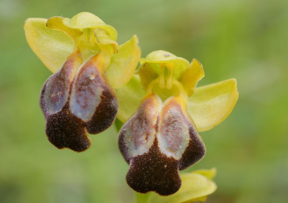 Ophrys cressa Spilli 220411 (93)