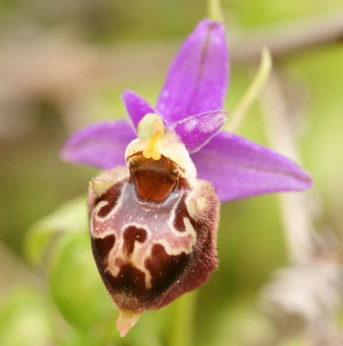 Ophrys episcopalis x heldreichii  Spilli 220411 (177)