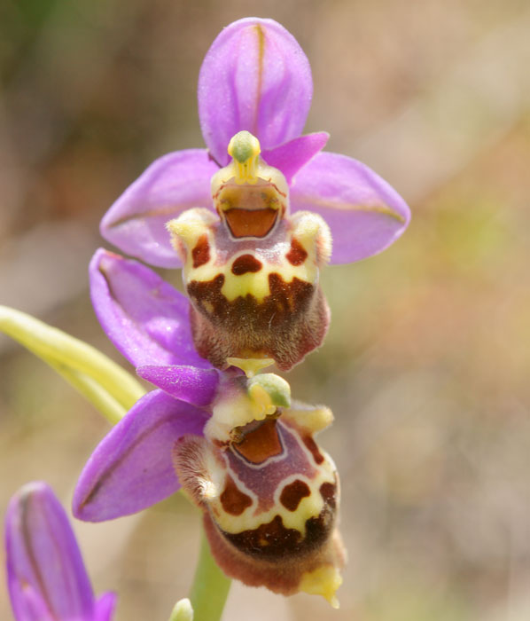 Ophrys episcopalis x heldreichii Spilli 220411 (187)