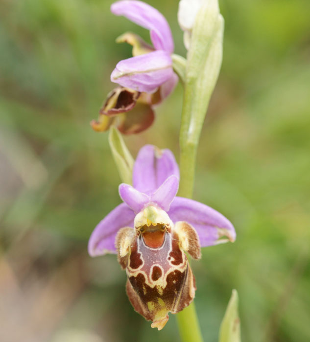Ophrys episcopalis x heldreichii Spilli 220411 (63)