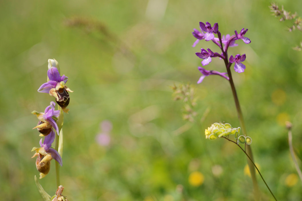 Ophrys heldreichii & Anacamptis boryi Spilli 220411 (214)