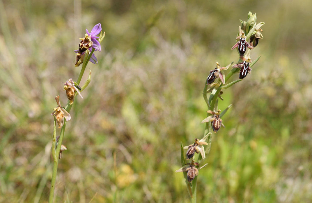 Ophrys heldreichii & ariadnae Spilli 220411 (246)