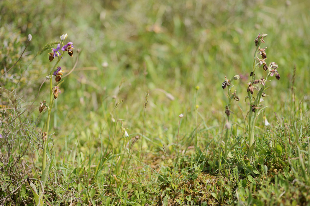 Ophrys heldreichii & ariadnae Spilli 220411 (249)