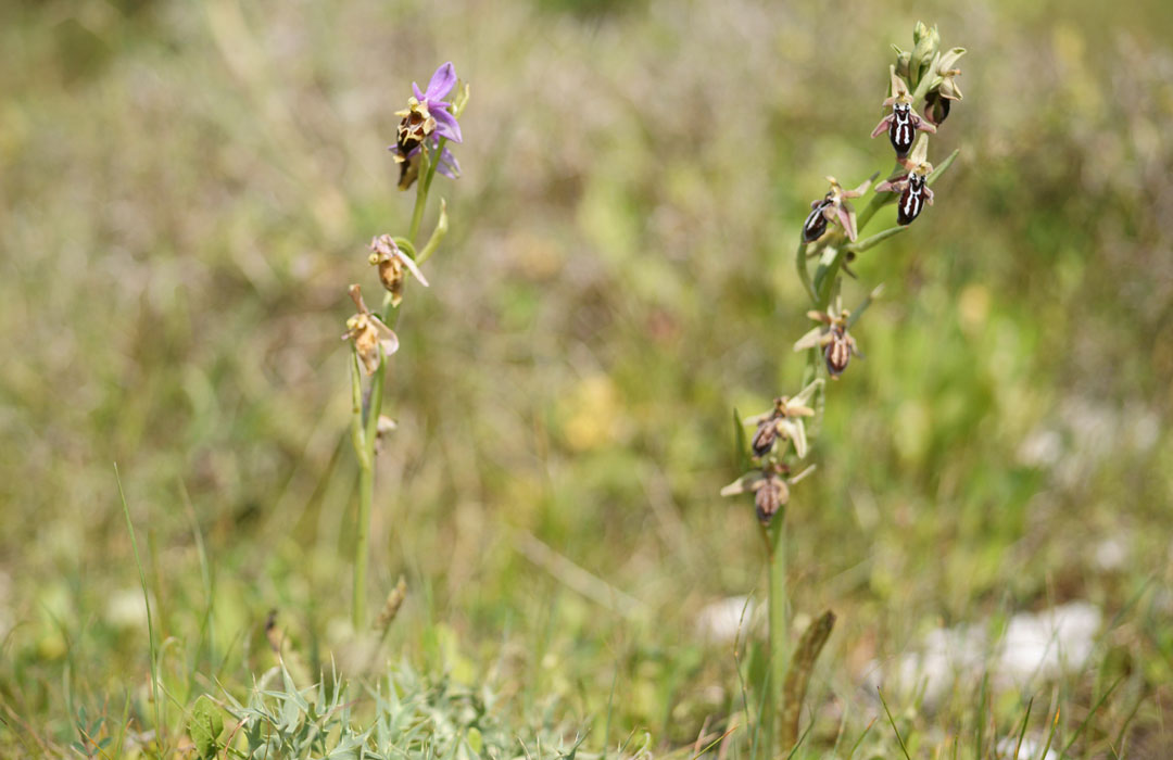 Ophrys heldreichii & cretica Spilli 220411 (244)