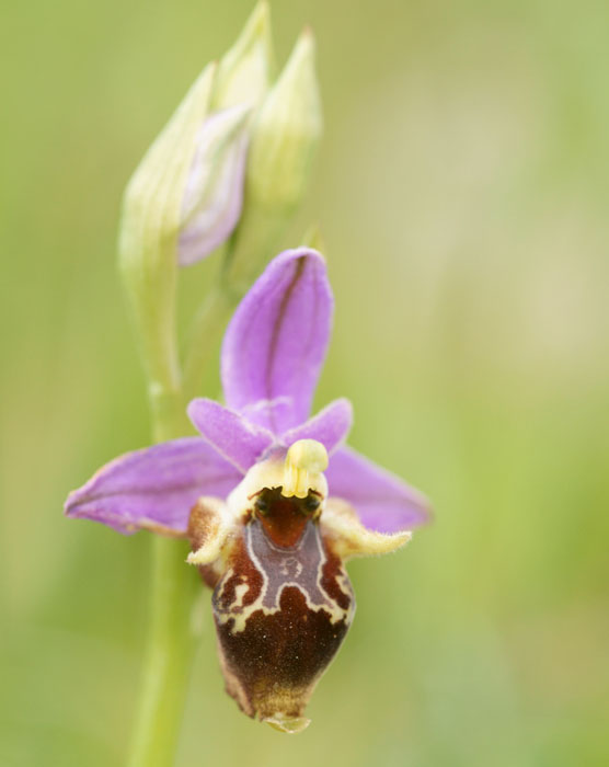 Ophrys heldreichii Spilli 220411 (16)