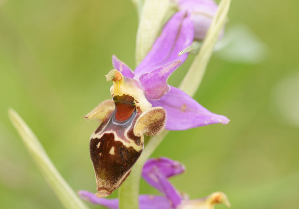 Ophrys heldreichii Spilli 220411 (173)