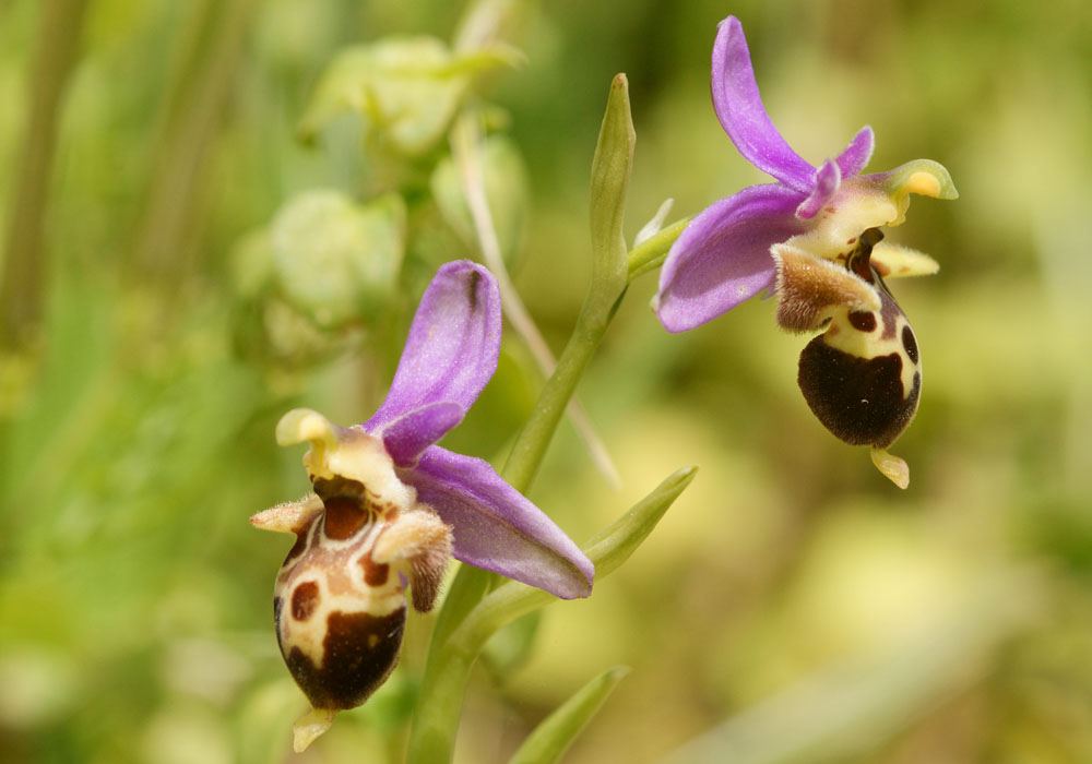 Ophrys heldreichii Spilli 220411 (175)