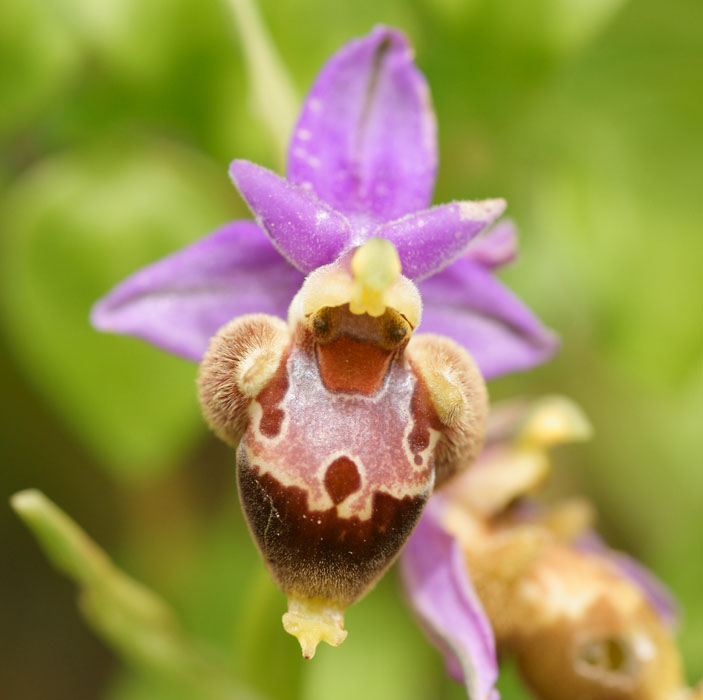 Ophrys heldreichii Spilli 220411 (176)