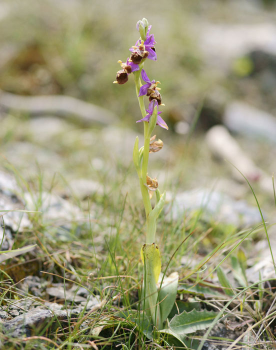 Ophrys heldreichii Spilli 220411 (181)