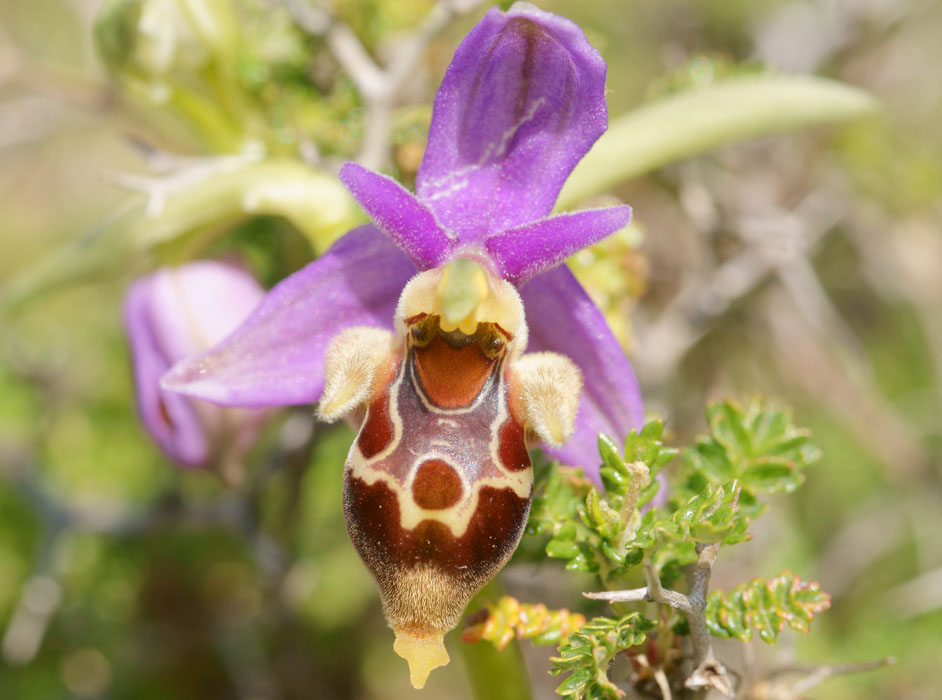 Ophrys heldreichii Spilli 220411 (238)