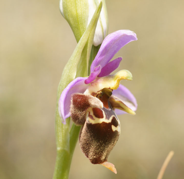 Ophrys heldreichii Spilli 220411 (239)