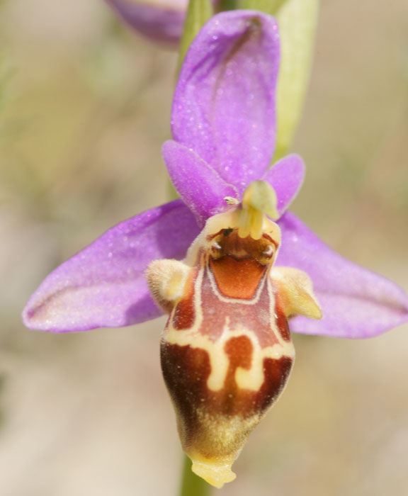 Ophrys heldreichii Spilli 220411 (240)