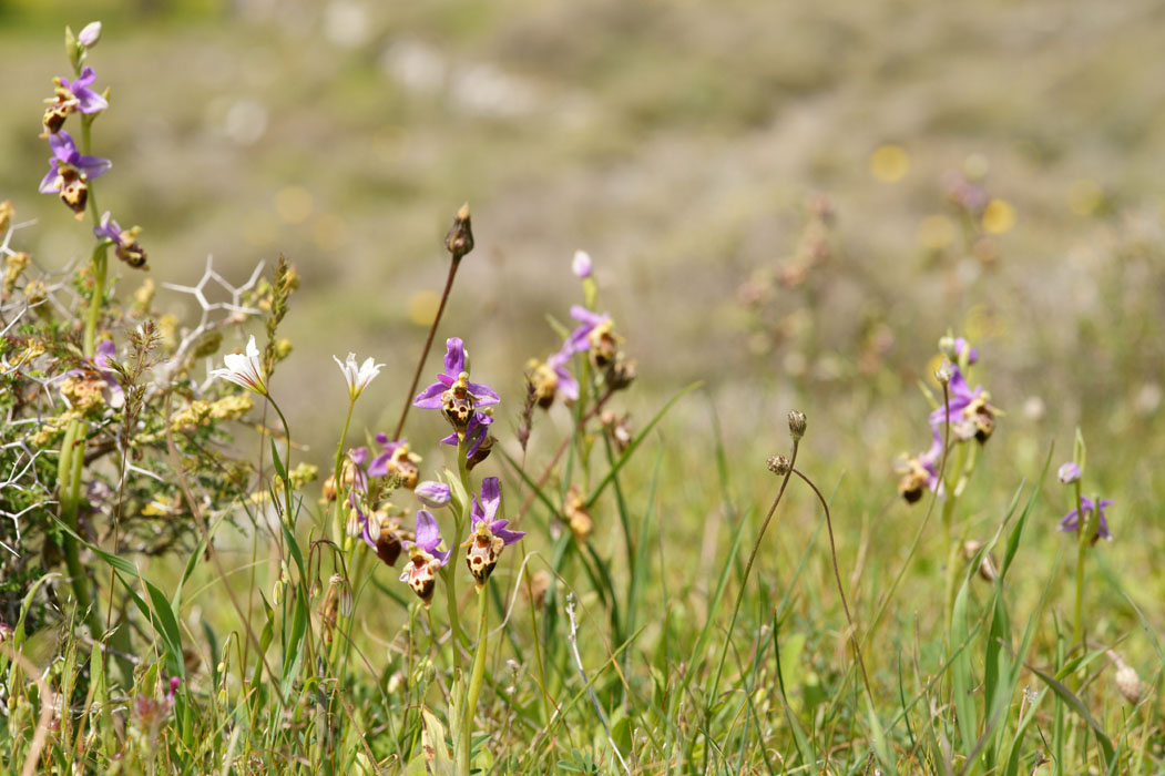 Ophrys heldreichii Spilli 220411 (241)