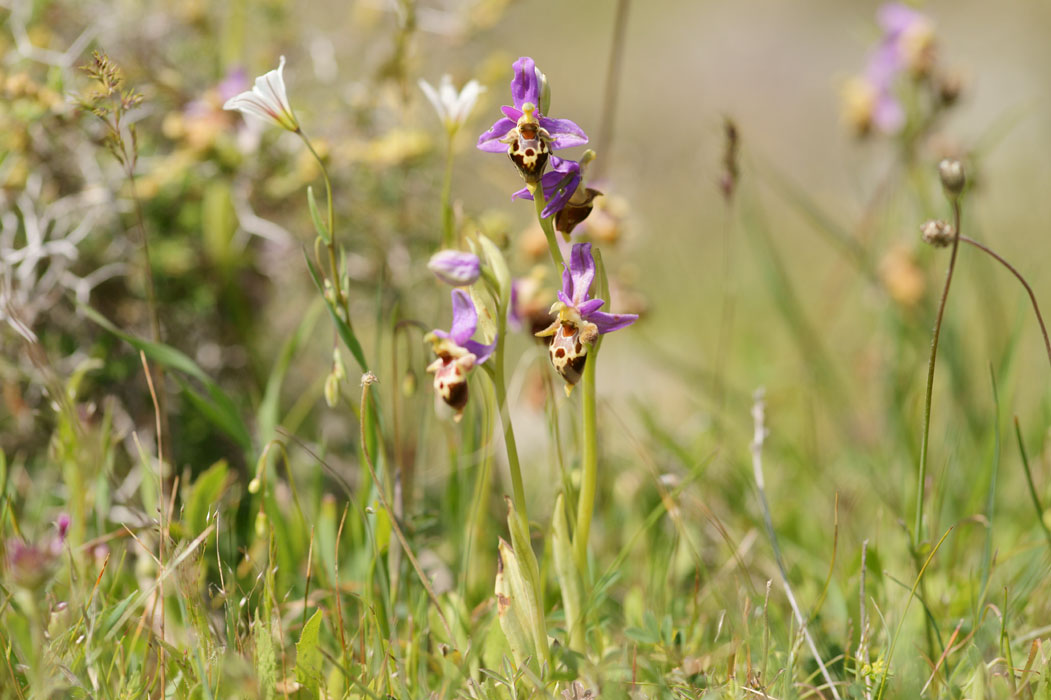 Ophrys heldreichii Spilli 220411 (245)