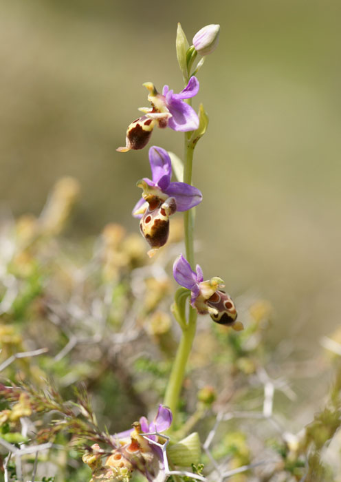 Ophrys heldreichii Spilli 220411 (247)