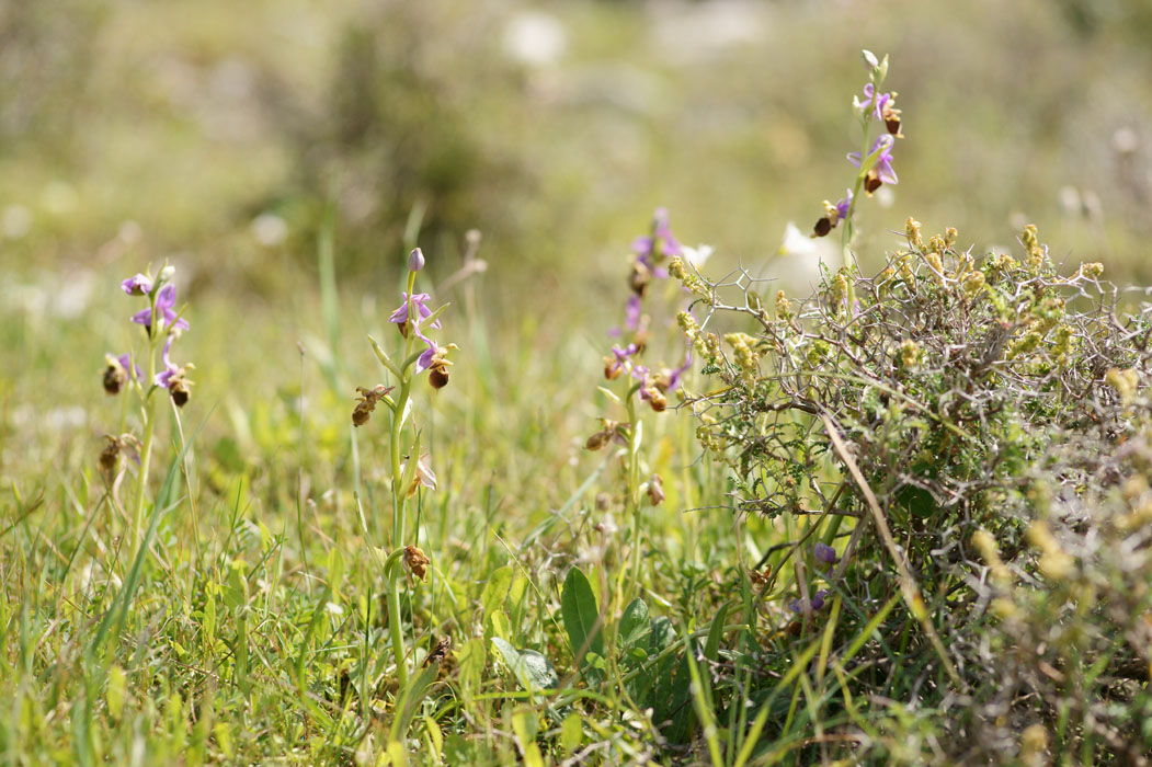 Ophrys heldreichii Spilli 220411 (250)