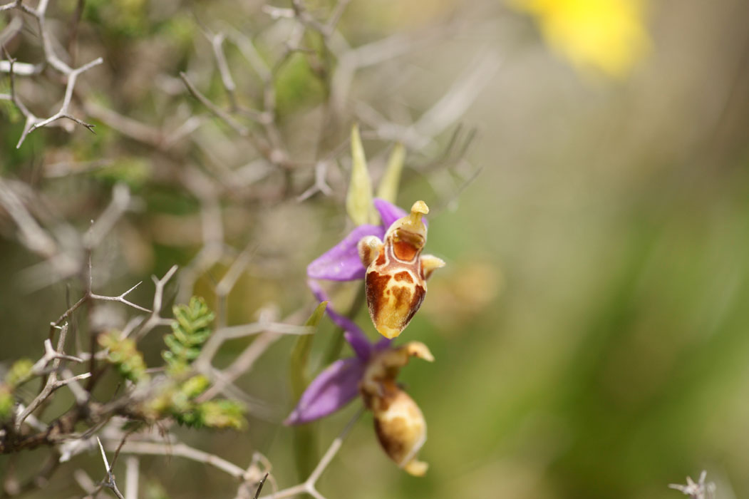 Ophrys heldreichii Spilli 220411 (251)