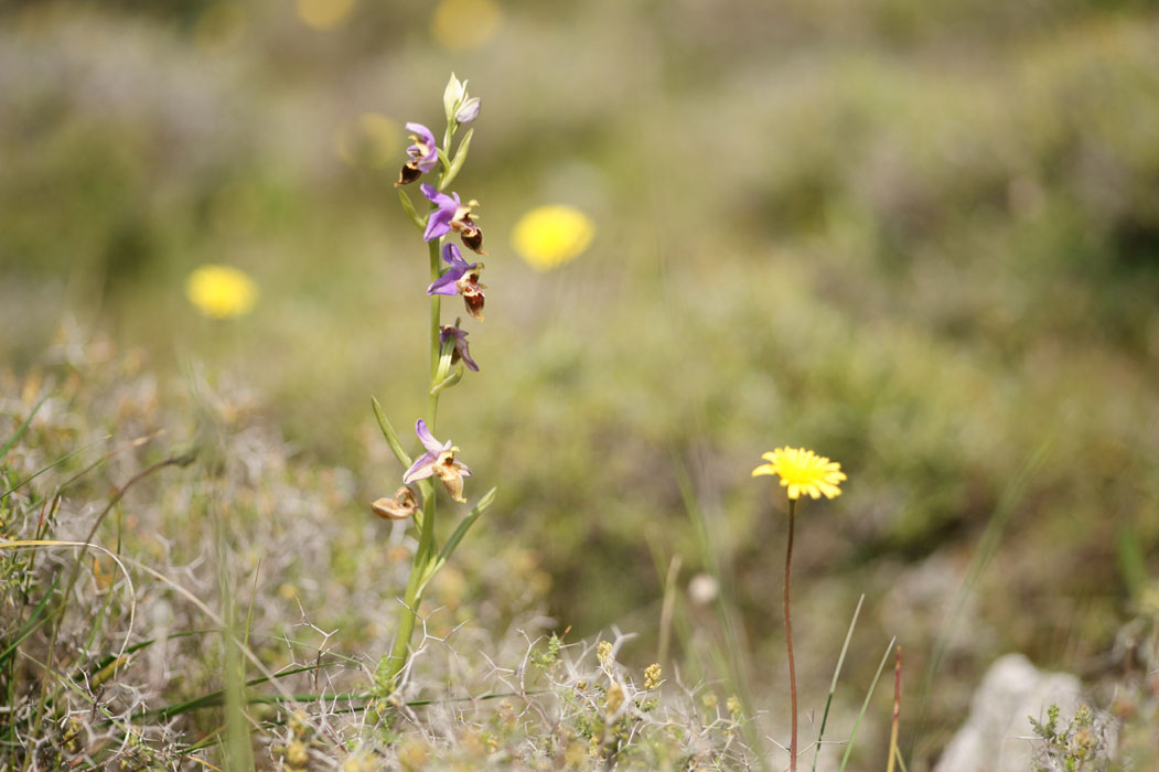 Ophrys heldreichii Spilli 220411 (252)