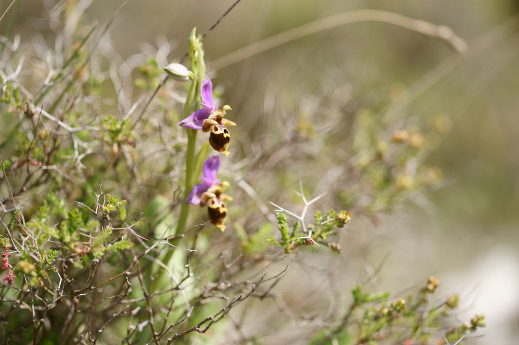 Ophrys heldreichii Spilli 220411 (253)