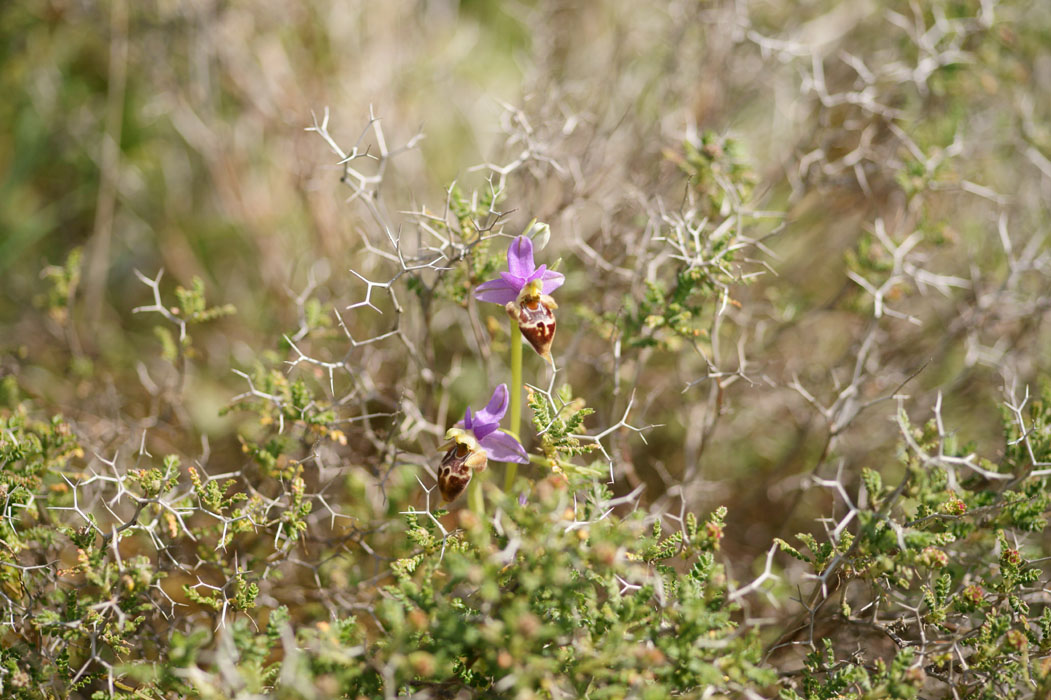 Ophrys heldreichii Spilli 220411 (254)
