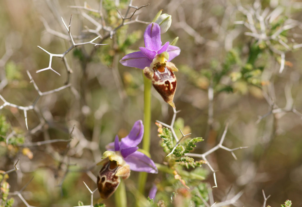 Ophrys heldreichii Spilli 220411 (255)