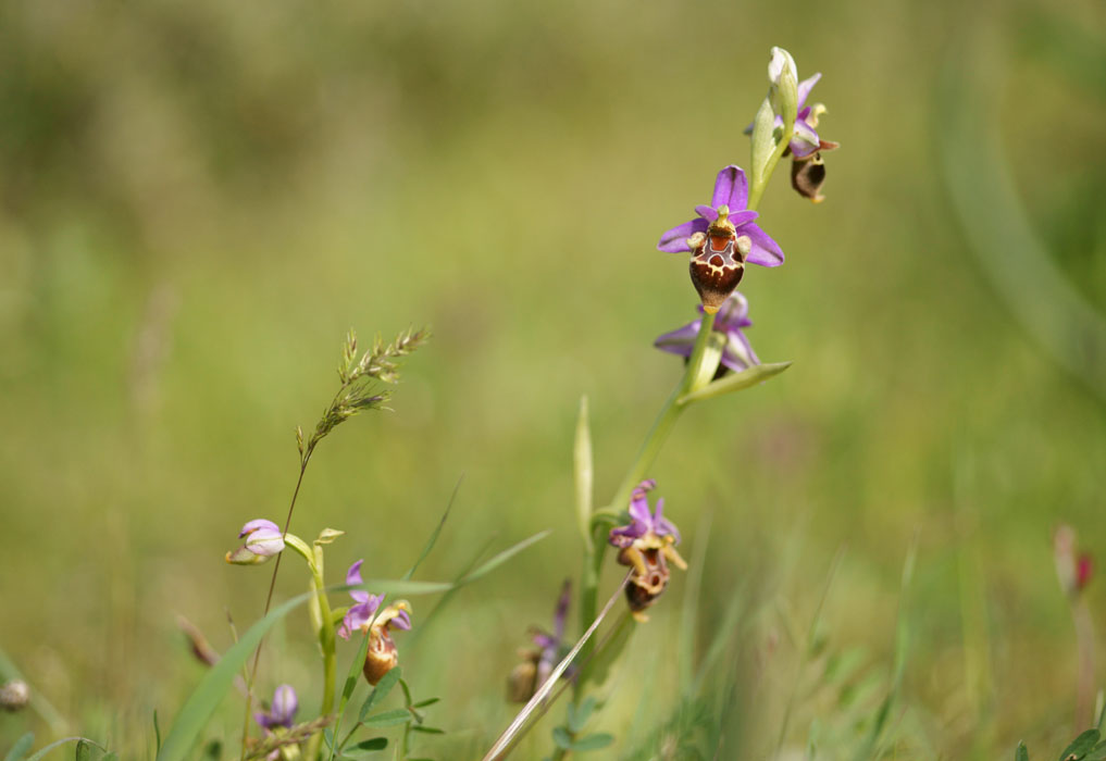Ophrys heldreichii Spilli 220411 (294)