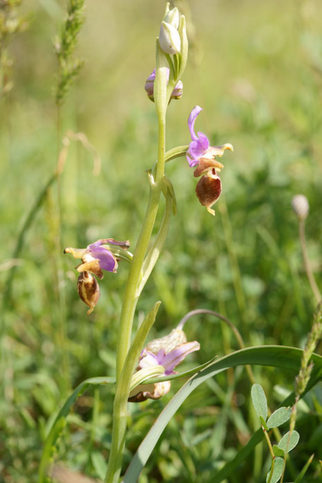 Ophrys heldreichii Spilli 220411 (295)