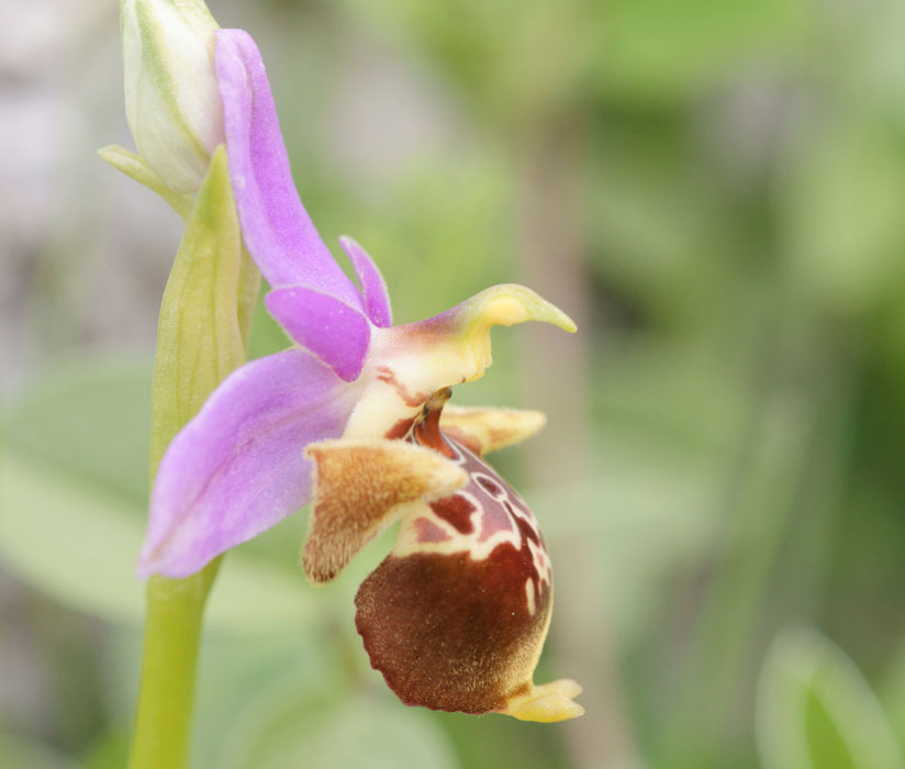 Ophrys heldreichii Spilli 220411 (62)