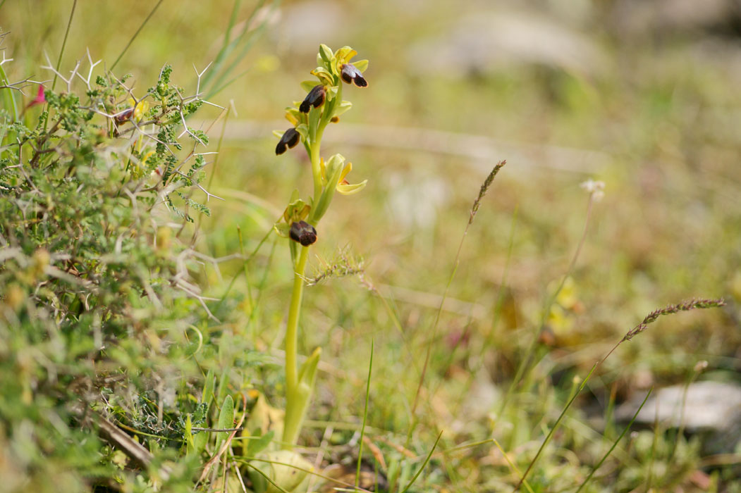 Ophrys iricolor Spilli 220411 (304)