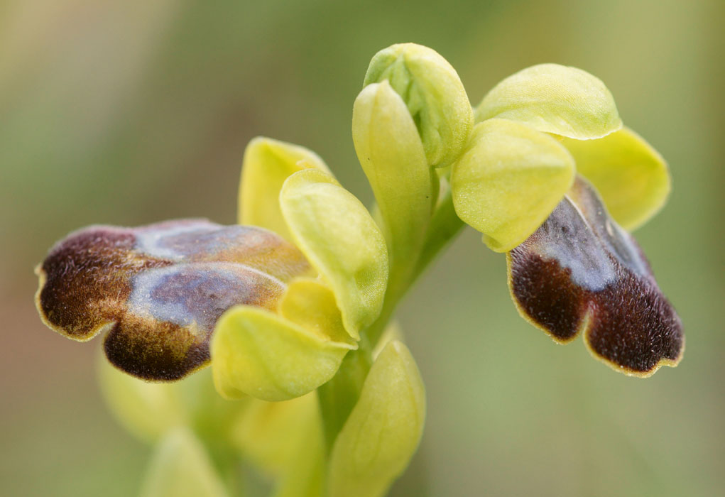 Ophrys iricolor Spilli 220411 (73)