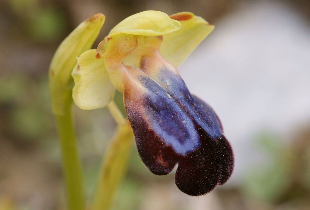Ophrys iricolor Spilli 220411 (74)
