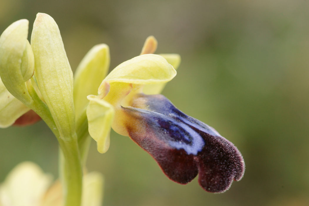 Ophrys iricolor Spilli 220411 (75)