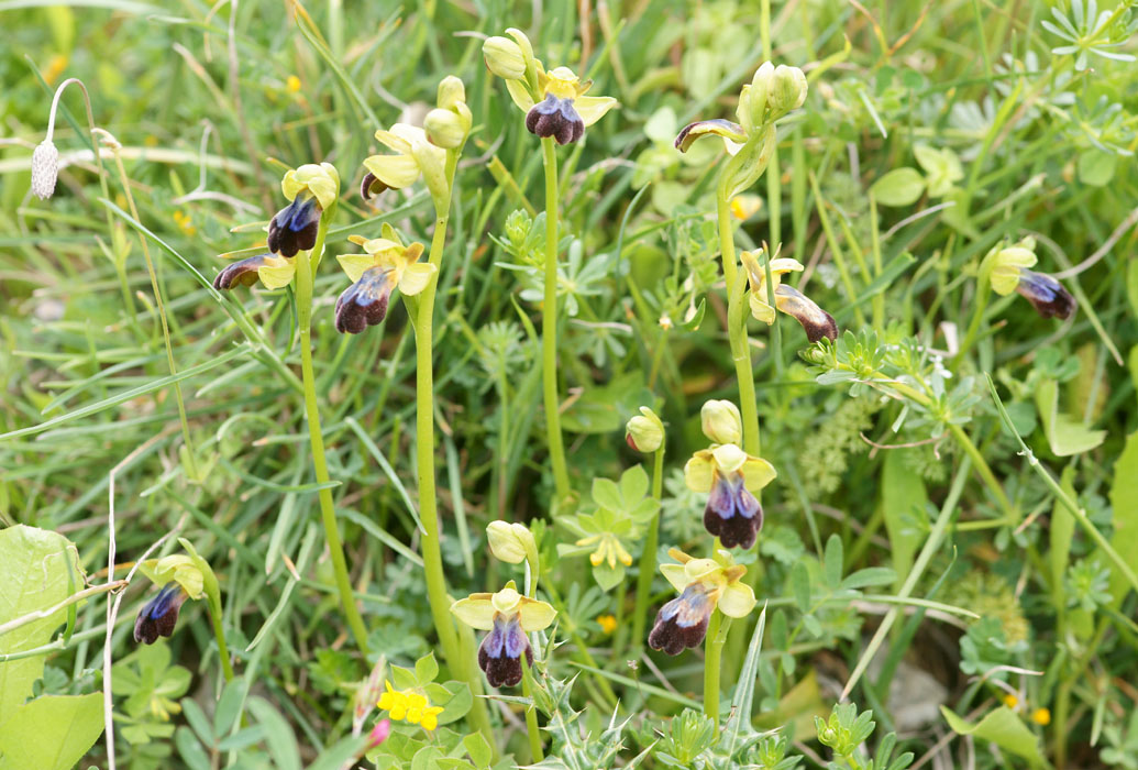 Ophrys iricolor Spilli 220411 (82)