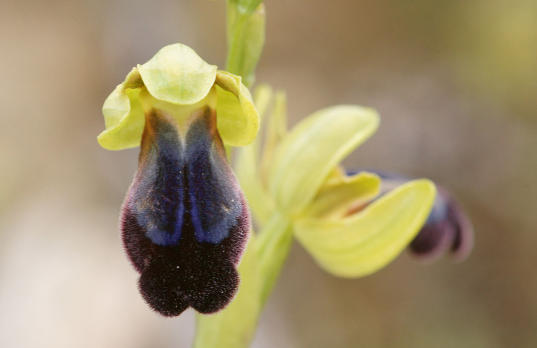 Ophrys iricolor n Spilli 220411 (64)