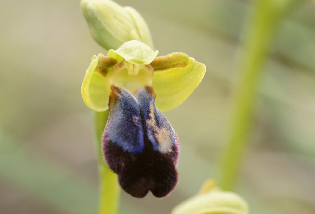 Ophrys iricolor n Spilli 220411 (65)