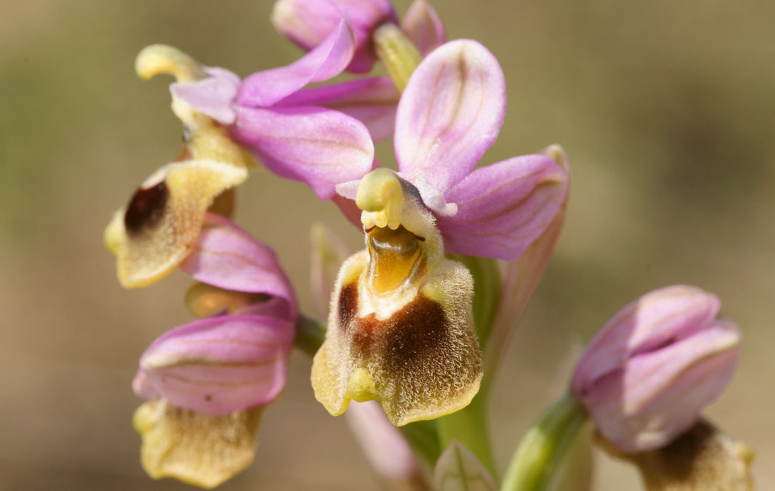Ophrys leochroma  Spilli 220411 (195)