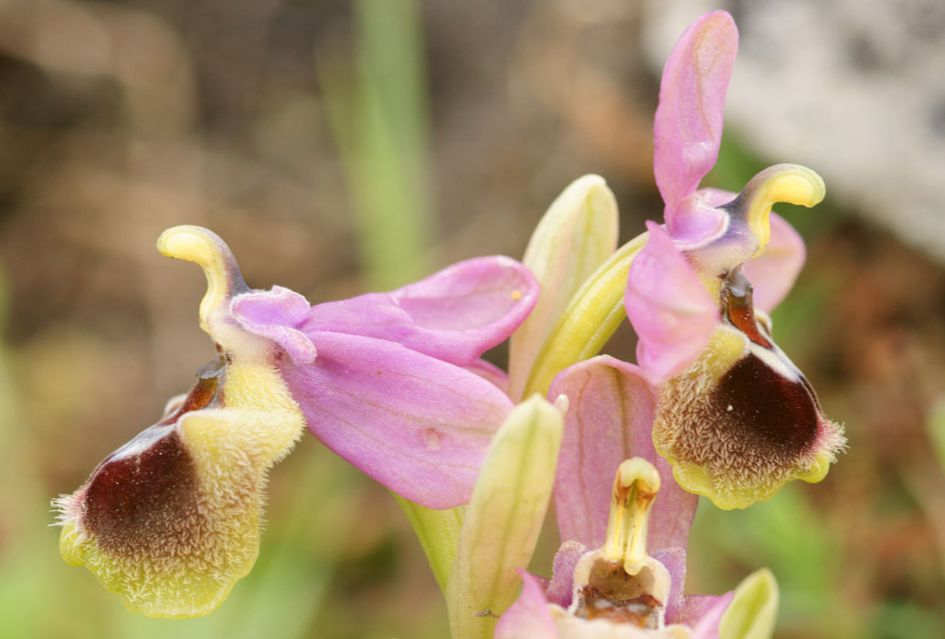 Ophrys leochroma Spilli 220411 (166)