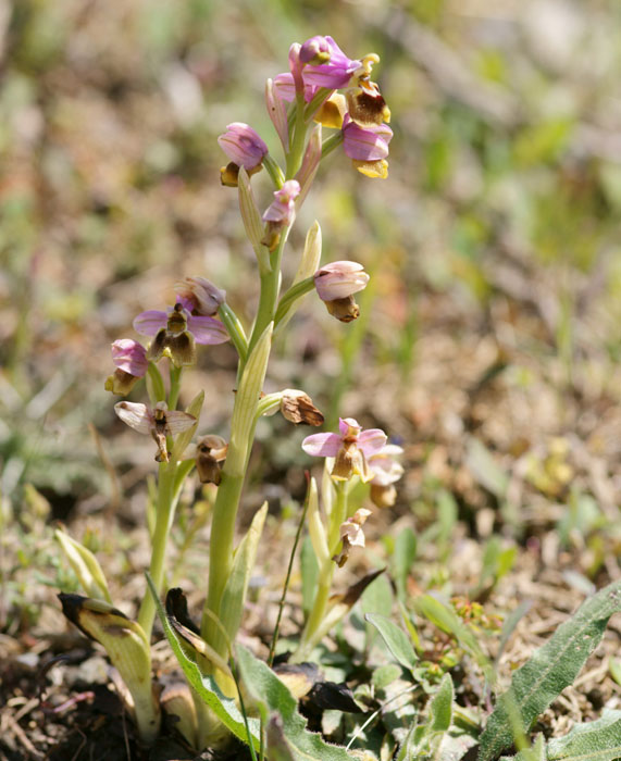 Ophrys leochroma Spilli 220411 (193)