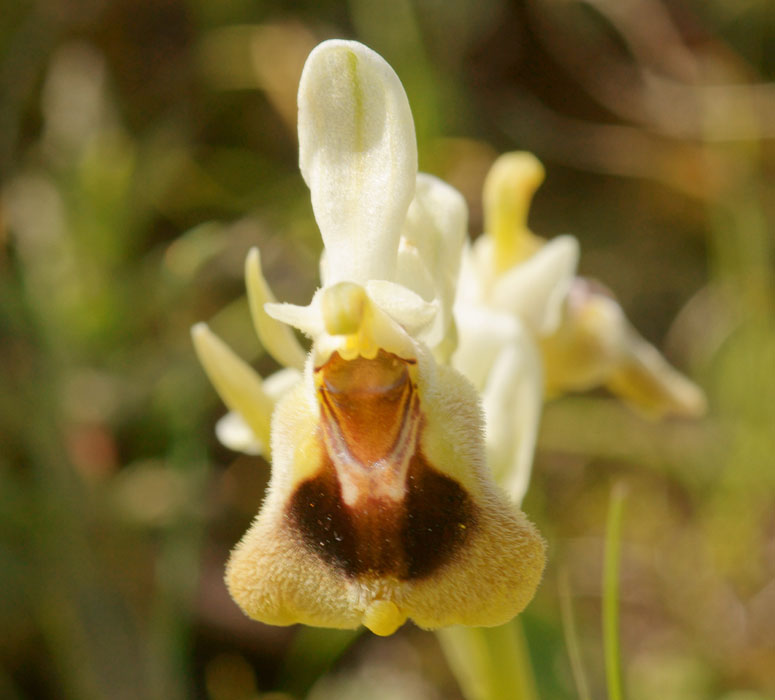 Ophrys leochroma Spilli 220411 (256)