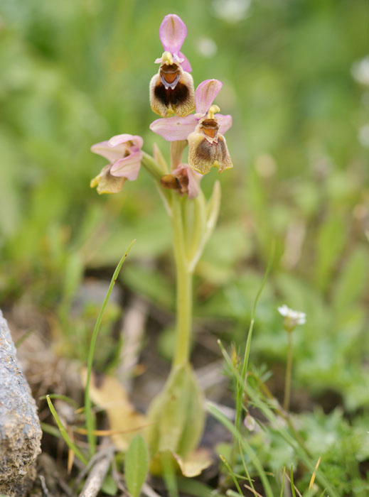 Ophrys leochroma Spilli 220411 (61)